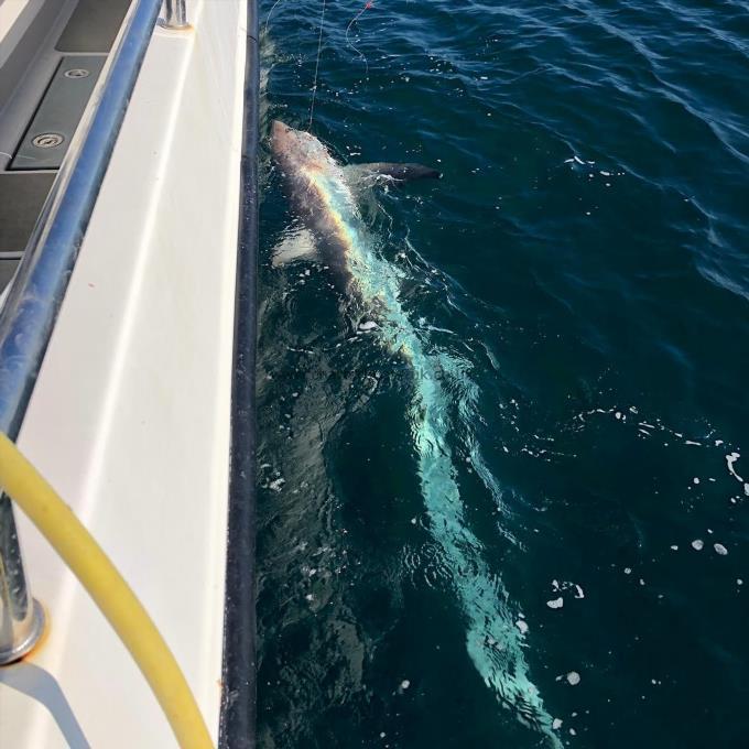 450 lb Thresher Shark by Ed