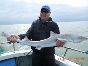 12 lb Smooth-hound (Common) by Barry