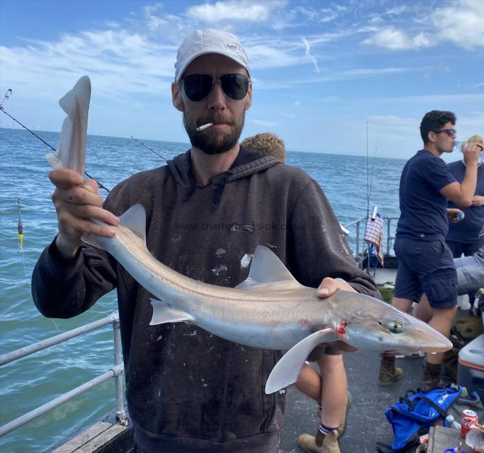 5 lb Smooth-hound (Common) by Unknown