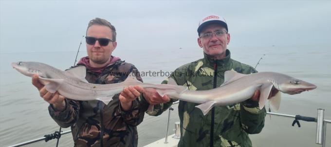 8 lb Starry Smooth-hound by Gary