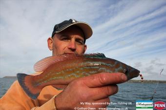 1 lb Cuckoo Wrasse by Mark