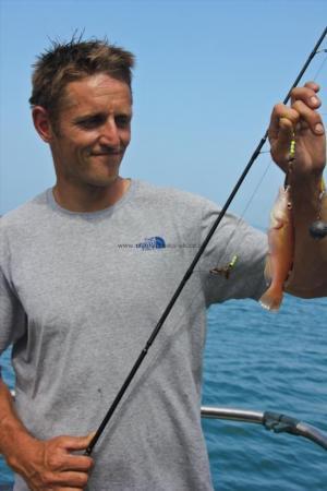 1 lb Cuckoo Wrasse by Dave