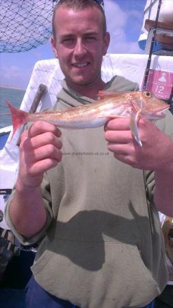 1 lb Tub Gurnard by craig,