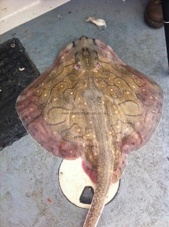 16 lb Undulate Ray by Unknown