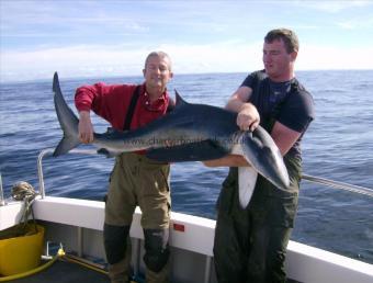 71 lb Blue Shark by nick