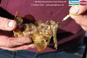 4 oz Tompot Blenny by Mark