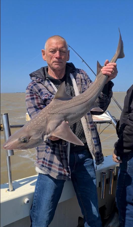 13 lb 8 oz Starry Smooth-hound by Doug