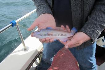 8 oz Cuckoo Wrasse by Stephen Wake