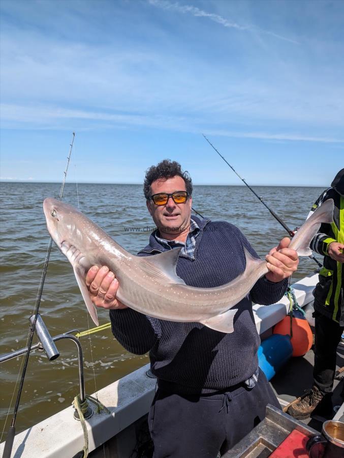 12 lb Starry Smooth-hound by Dan.