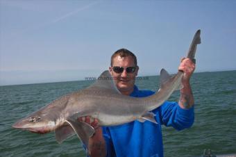 20 lb Starry Smooth-hound by Tojo