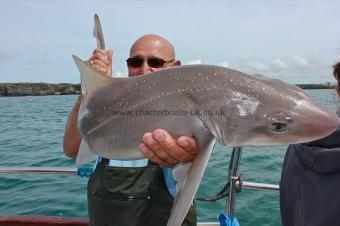 12 lb Starry Smooth-hound by Billy The Vampire Slayer