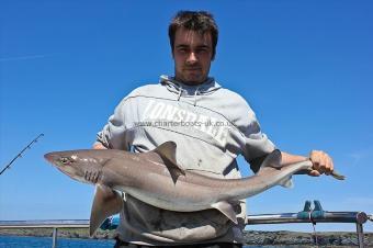 12 lb Starry Smooth-hound by Ricky