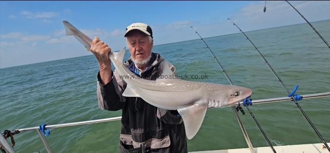 9 lb 8 oz Smooth-hound by Jim