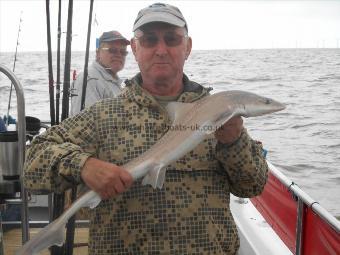 4 lb Starry Smooth-hound by George