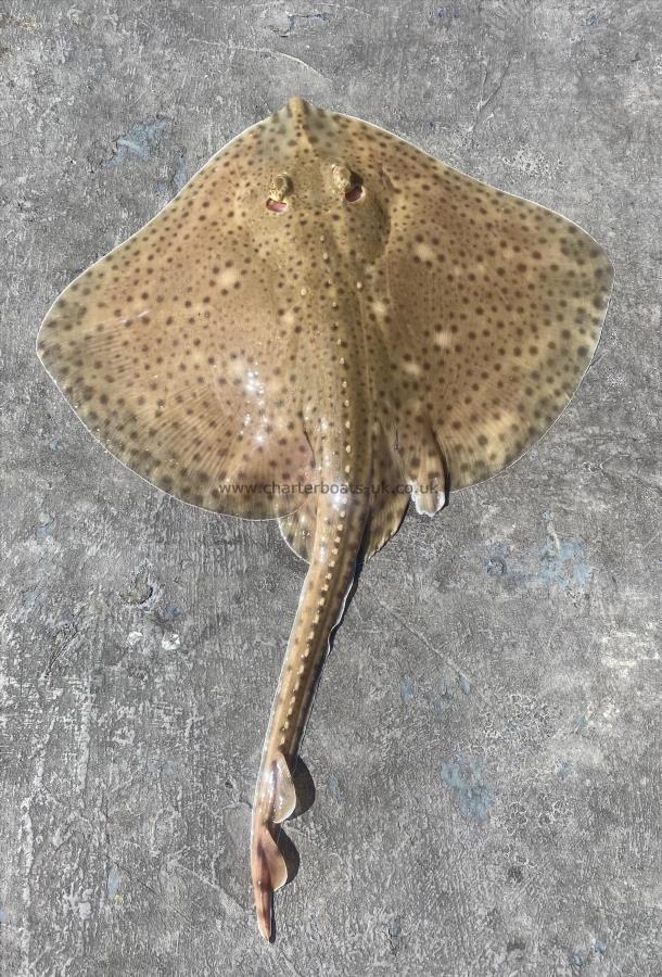 2 lb Blonde Ray by Unknown
