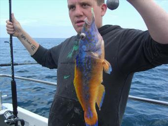 1 lb Cuckoo Wrasse by Unknown