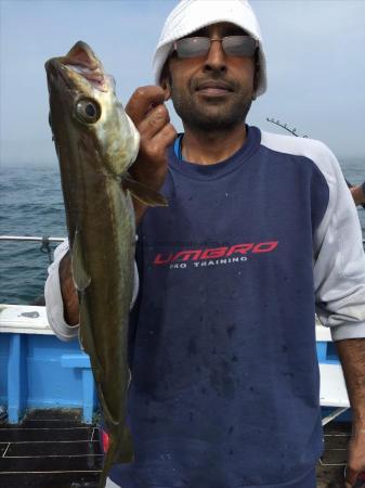 8 lb Pollock by pollock caught on a wreck