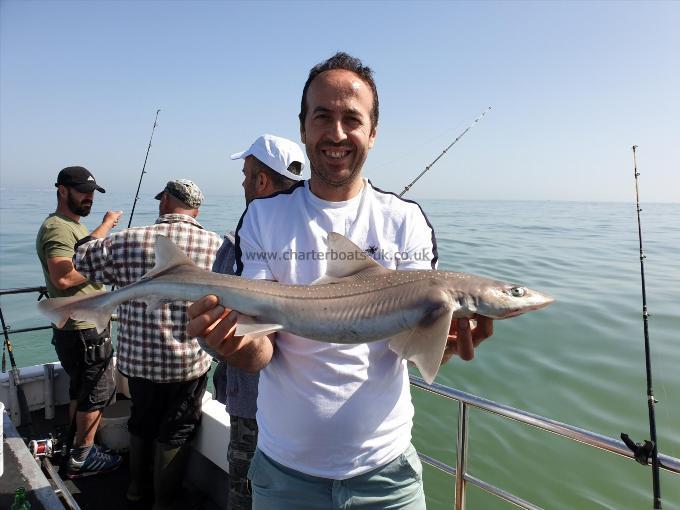 7 lb 8 oz Starry Smooth-hound by Bob Marshall