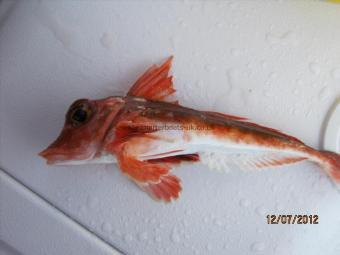 7 oz Streaked Gurnard by Unknown