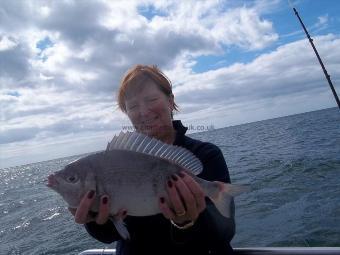 2 lb 2 oz Black Sea Bream by Unknown