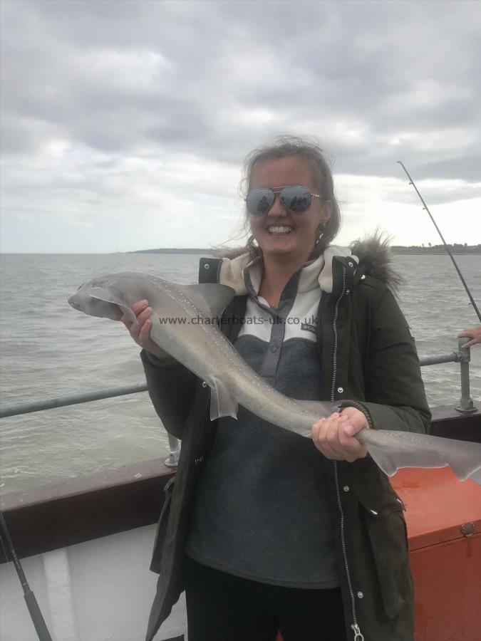 7 lb 6 oz Smooth-hound (Common) by Lauren