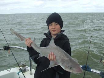 8 lb Starry Smooth-hound by ben