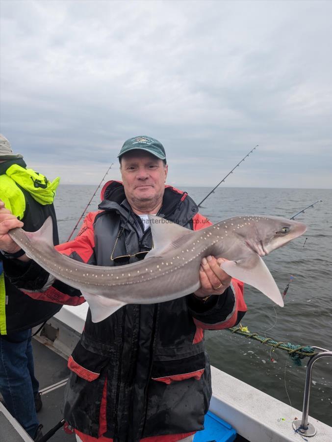 8 lb Starry Smooth-hound by Tim