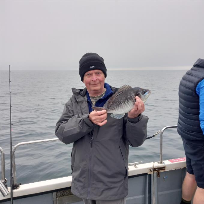 1 lb 10 oz Black Sea Bream by Unknown