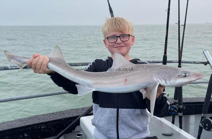 6 lb Starry Smooth-hound by Unknown