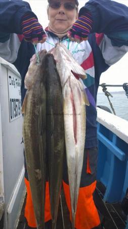 8 lb Ling (Common) by chrissy urry from hull with 3 her ling