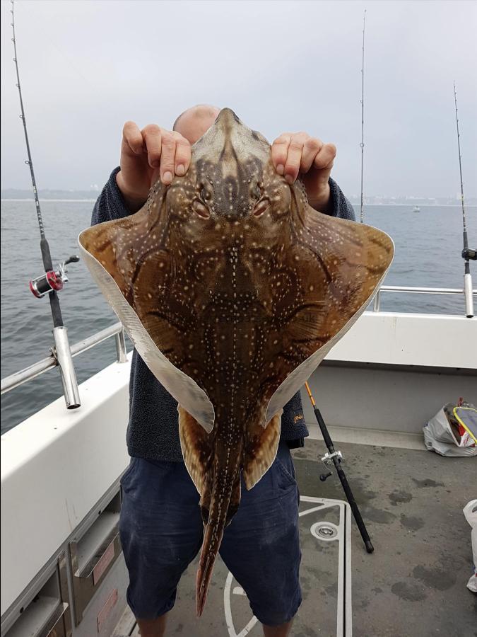 6 lb Undulate Ray by Unknown