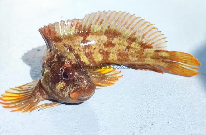 1 oz Rock Goby by Tom Walker