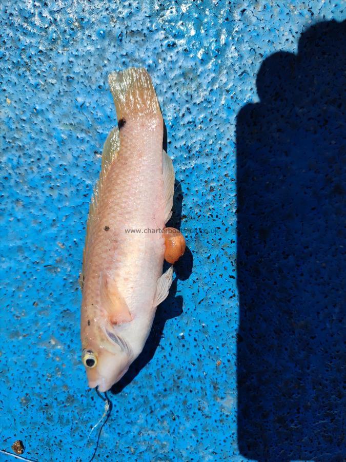 4 oz Goldsinny Wrasse by John