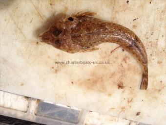 3 oz Dragonet by RAF v Police competition. New species for us .