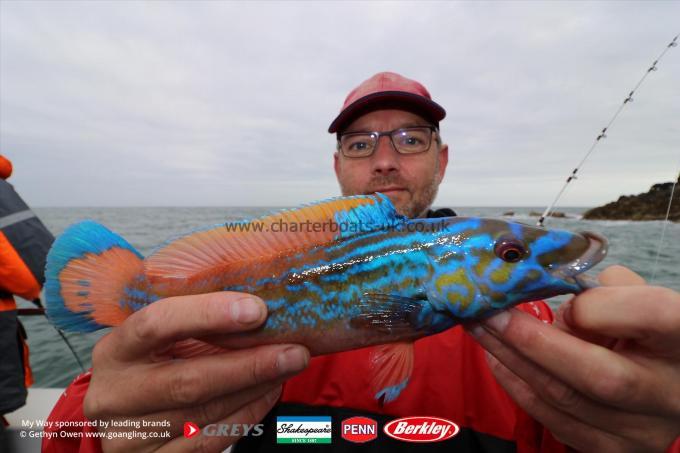 1 lb Cuckoo Wrasse by Norman