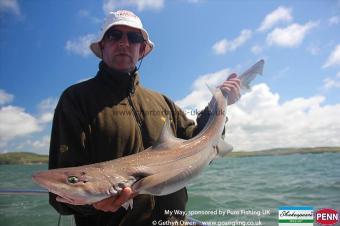 7 lb Starry Smooth-hound by Keith
