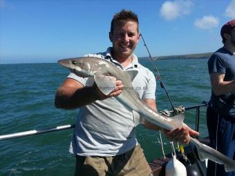 5 lb Starry Smooth-hound by Unknown