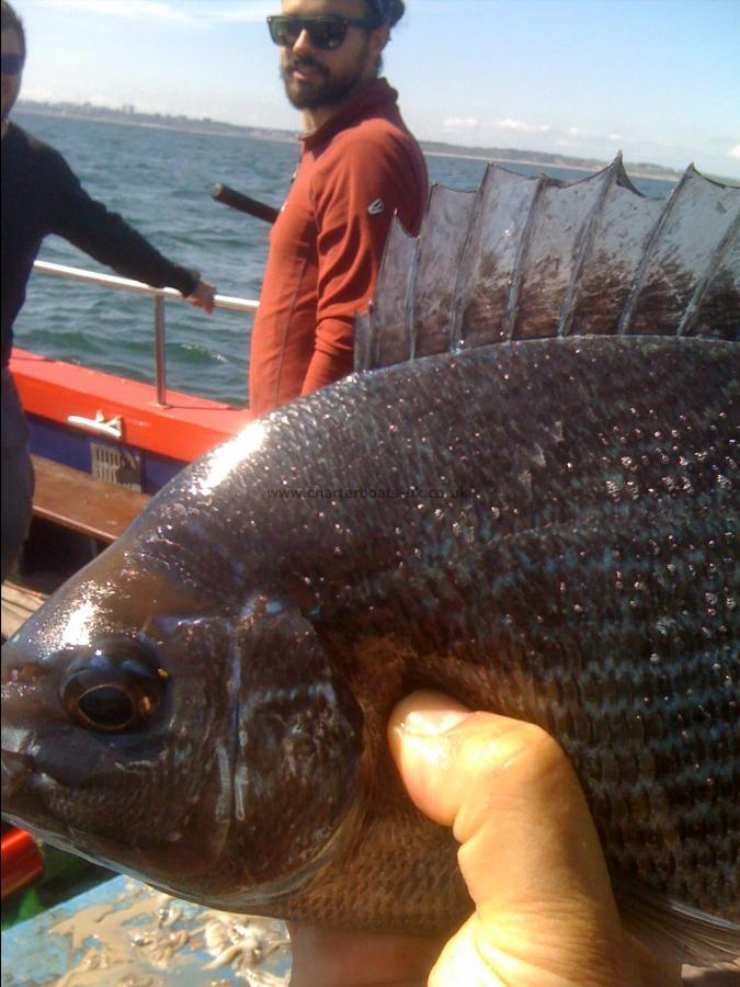 2 lb Black Sea Bream by Adam Cross Hire rod Party from Bristol.....