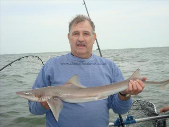 6 lb Smooth-hound (Common) by Derek