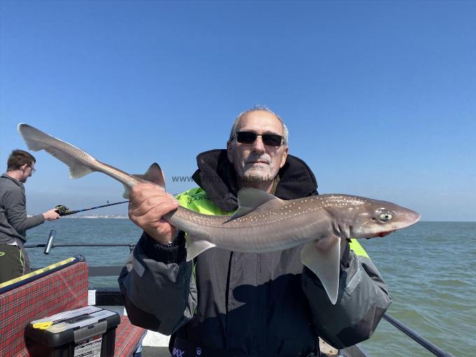 5 lb Starry Smooth-hound by Unknown