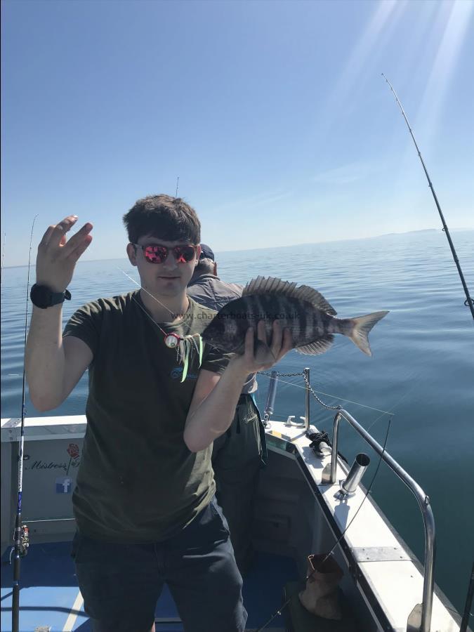 1 lb 12 oz Black Sea Bream by Toby