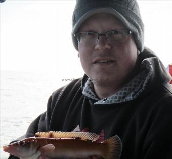 12 oz Cuckoo Wrasse by Jon Holder