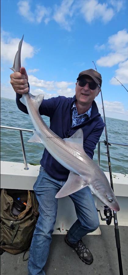 8 lb Smooth-hound by Unknown