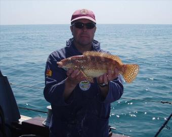 3 lb 11 oz Ballan Wrasse by Unknown