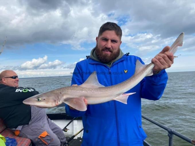 6 lb Starry Smooth-hound by Unknown