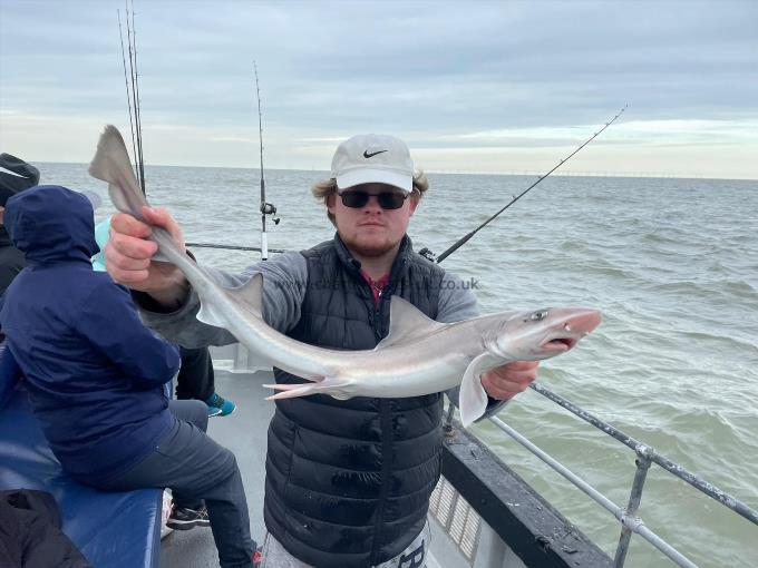 5 lb Smooth-hound by Unknown