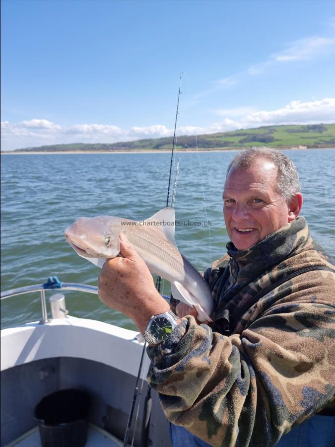 5 lb Starry Smooth-hound by Steve E