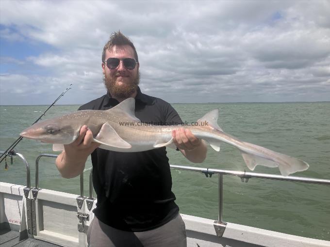 2 oz Smooth-hound by Unknown