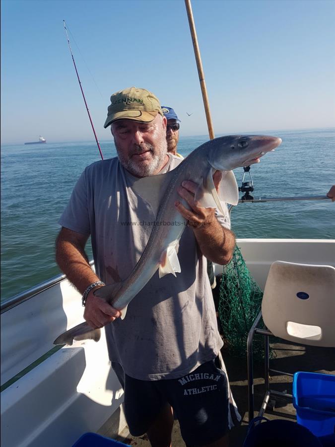 6 lb Starry Smooth-hound by Matt