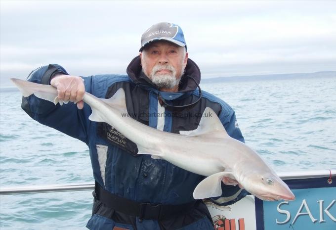 12 lb Starry Smooth-hound by Ian Youngs